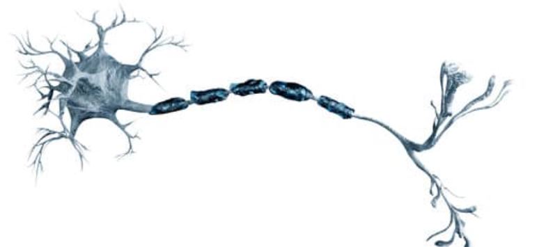 ¿Qué es una neurona? Definición, tipos, funciones y estructura