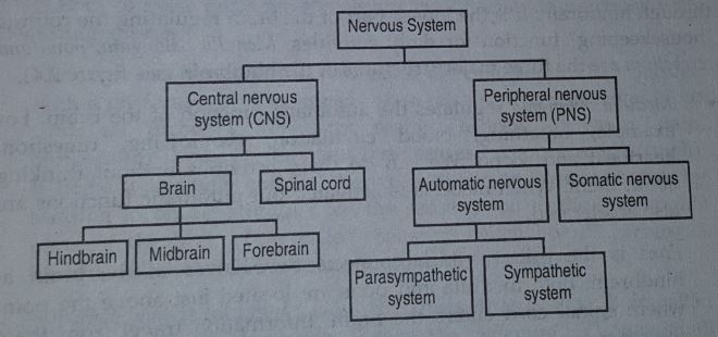 ¿Qué es un sistema nervioso? Significado, funciones, tipos (explicados)