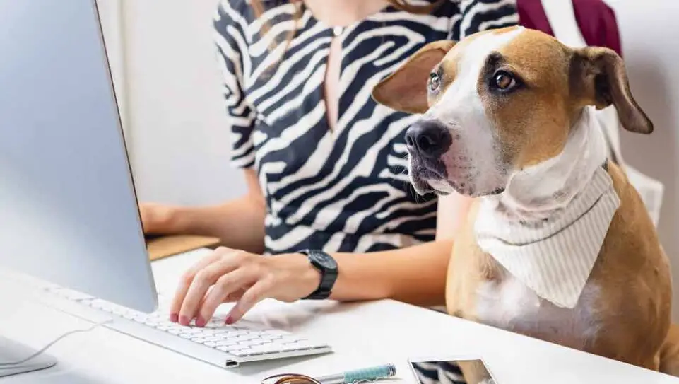 Lleva a tu perro al trabajo el día: ¿deberías hacerlo?